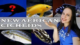 AWESOME AFRICAN CICHLID SHIPMENT  Lake Malawi amp Lake Tanganyika cichlids  NEW SUPER RARE CICHLID [upl. by Calore290]