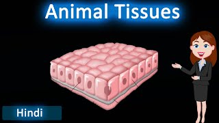 Animal Tissues  3D Animated explanation  class 9th amp 11th science  Tissues [upl. by Pellikka]