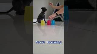 Puppy staffy scent trainingMillieBlueEnglishStaff [upl. by Nednil]