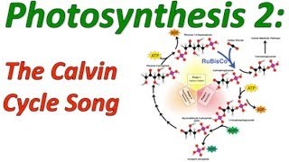 PhotosynthesisCalvin Cycle and Cyclic Electron Flow Song [upl. by Leanard]