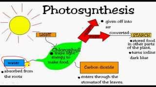 Proses Fotosintesis [upl. by Dnaloy]