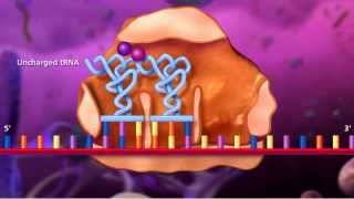 Molecular Biology of Gene [upl. by Trella]