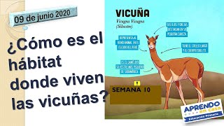 Hábitat donde viven las vicuñas APRENDOENCASA 5to Grado Primaria Área Ciencia y Tecnología [upl. by Jc582]