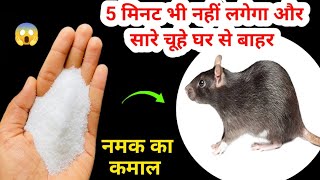 किसी भी केमिकल या दवाई को युज किए बिना घरेलू तरीके से भगाए चुहे 😨 chuhe marne ki dawai  mouse  rat [upl. by Avril]