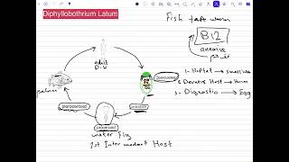 شرح طفيليات تحليلات مرضية المرحلى الثانية شرح طفليلي Diphyllobothrium Latum [upl. by Ykcor]