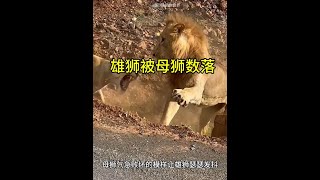 雄獅與心儀的母獅敘舊，豈料卻被原配夫人撞見！實在太慘了！ 動物世界看人生百態 獅子 動物世界精彩片段 神奇動物在這裡 [upl. by Eilata]