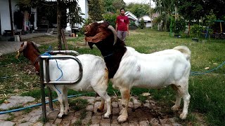 Big Boer Goat Farming  Boer Goat Farm in Village [upl. by Yenettirb]