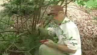 Rejuvenation Pruning of Deciduous Azaleas Part 2 of 3 [upl. by Erdnoed]