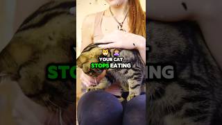 What to do if your Cat Stops Eating cat cats shorts [upl. by Fernand]