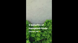 Benefits of Mangrove Trees 👏 [upl. by Enelyad534]