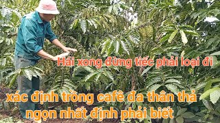 You must how to plant multistem coffee topssống 2 miền khám phá [upl. by Sucerdor206]