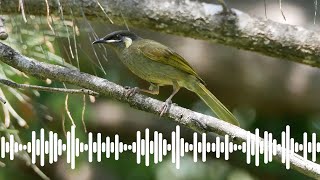 Lewins Honeyeater Call  Australian Bird Sounds amp Songs [upl. by Ycnaffit]