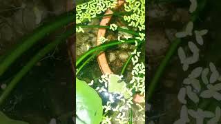 Two and half month old betta fish fry in lilly pond fish aquarium shorts viralvideo betta [upl. by Bodi369]