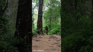 Jeep Safari in forestbollywood music comedy song hindisong shorts [upl. by Keith458]