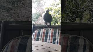 Australian Magpie Singing and chilling out 🇦🇺 [upl. by Neelrahs]