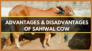 ADVANTAGES AND DISADVANTAGES OF SAHIWAL COW  SAHIWAL CATTLE  SAHIWAL BREED [upl. by Adnical]