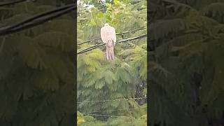 Paloma Torcaza sin poder volar queda Atrapado bajo el agua [upl. by Pacificia]