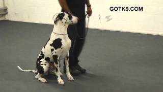 Great Dane Dog Training On a Leash by Got K9 in Las Vegas Nevada [upl. by Rehpetsirhc]