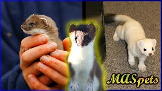 Keeping Stoats as Pets  Shorttailed WeaselErmine as Pets [upl. by Acirehs]