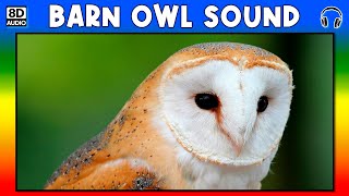 🦉 BARN OWL SOUND  BARN OWL SOUND EFFECT  SOUND OF BARN OWL  NOISE OF BARN OWL [upl. by Thirza]