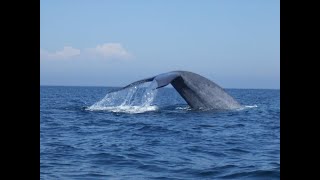 Blue Whale close encounter Newport Harbor California [upl. by Ahseyi]