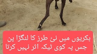 copper deficiencylameness in goatpechli tangon ka langrapanhind limb paralysis  Dr Bilal Gill [upl. by Daniyal771]