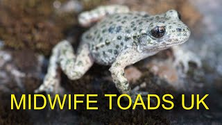 Midwife Toad Alytes obstetricans  European Herptiles [upl. by Egin]