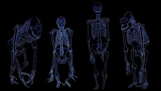 2 EVOLUTION PRIMATES  homologie et parenté [upl. by Erdnassak]