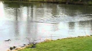 Draging the pond for golf balls [upl. by Ram]