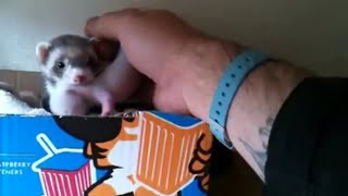 Ferret shows human her babies [upl. by Rozele]