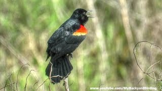 RedWinged Blackbird Song and Display [upl. by Eamon58]