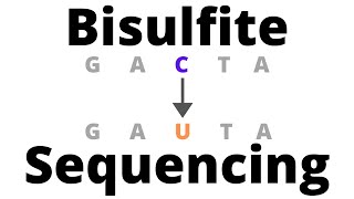 Bisulfite Sequencing  detect DNA Methylation [upl. by Yelsa]