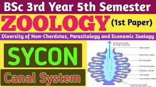 Sycon Canal System in HindiBSc 5th Sem Zoology 1st PaperPorifera SYCON Canal SystemCanal System [upl. by Lanahtan]