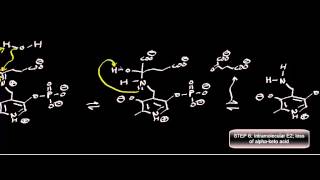 Biochemistry  Transaminase Mechanism Pyruvate Conversion to LAlanine [upl. by Rediah235]