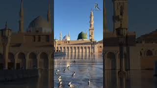 Seyyed abdul wasi qadri razvi naat shorts new viralvideo [upl. by Loggins]