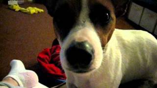 Jack Russell Terrier Cries for a Bone [upl. by Pansy]