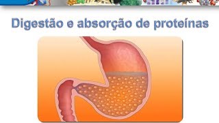 Curso de Bioquimica Digestão e absorção de proteínas [upl. by Conners966]