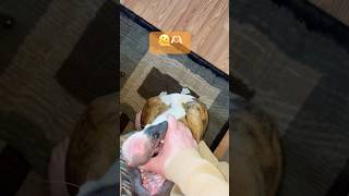 Boxer love why you gotta chew my hands dogsofyoutube lovebites boxershorts [upl. by Roban]