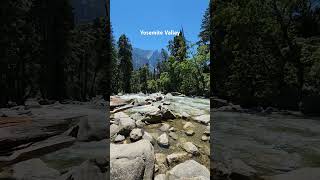 River through Tuolumne meadows yosemite river forest summer [upl. by Aikaj214]