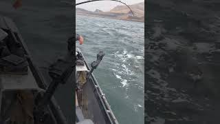 Sturgeon fishing sturgeonfishing [upl. by Nawtna]