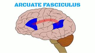 Association fibers of brain [upl. by Nottus]