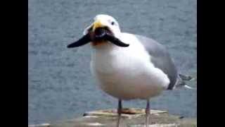 Seagull nearly swallows a starfish whole [upl. by Damas56]