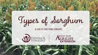 Types of Sorghum  A Look at Food Grade Sorghum [upl. by Adgam652]