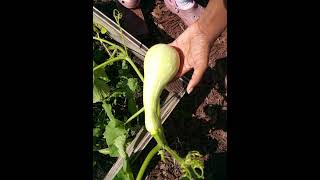 Growing Winter Butternut Squash for Beginners [upl. by Neirbo]