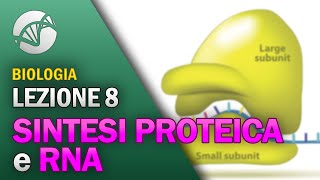 BIOLOGIA  Lezione 8  Sintesi Proteica e RNA [upl. by Yate]