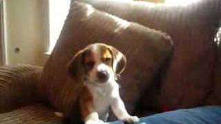 beagle puppy howl [upl. by Borg]