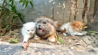 Angry Mother cat protects her Kittens and doesnt let anyone approach them [upl. by Noeled]