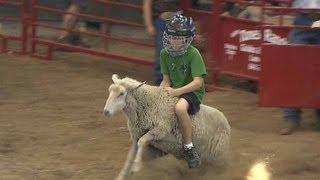 Mutton Busting  Iowa State Fair 2012 [upl. by Enimisaj51]