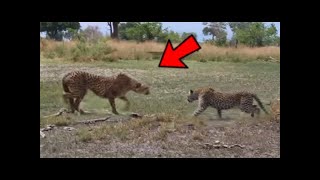 GUEPARDO VS LEOPARDO  15 Sorprendentes escenas De Animales Grabados Por una Cámara [upl. by Nickolaus490]