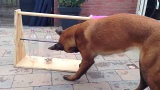 How To Keep Your Dog Busy All Day dog training [upl. by Nail]